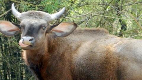 Chaprala Wildlife Sanctuary