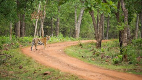 Tadoba National Park