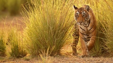 Pench Tiger Reserve